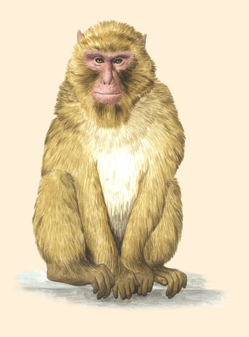 Macaca sylvanus