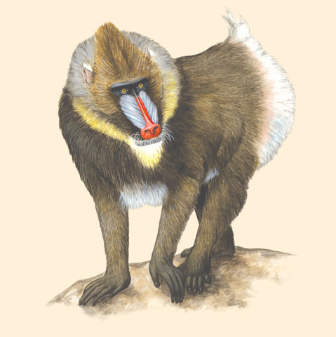 Deuterostomia