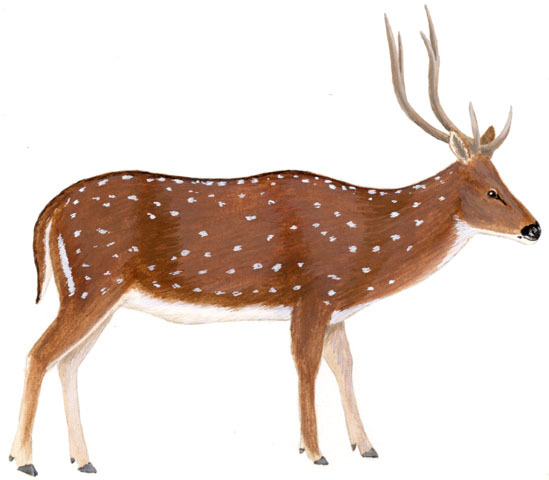 Artiodactyla