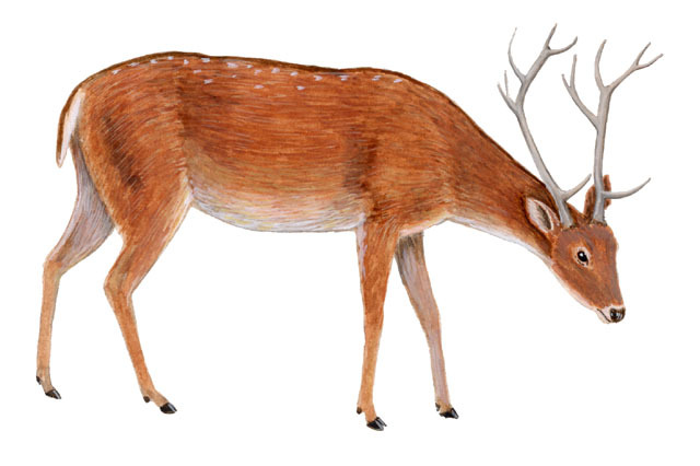 Artiodactyla