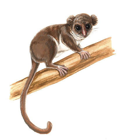 Cheirogaleoidea