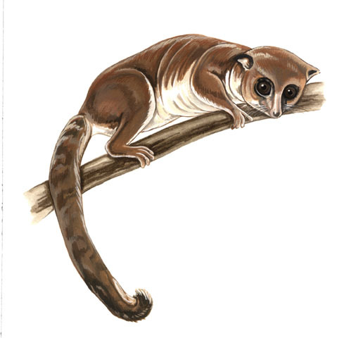 Cheirogaleidae