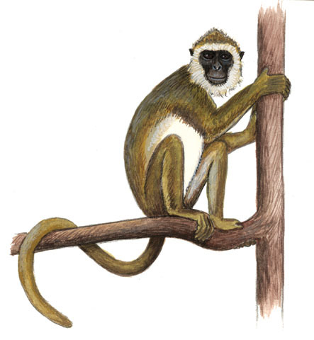 Procolobus