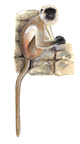 Semnopithecus entellus