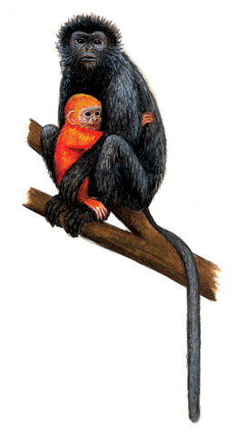 Primates