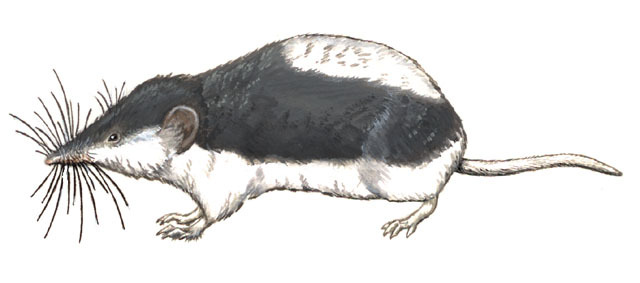 Crocidurinae