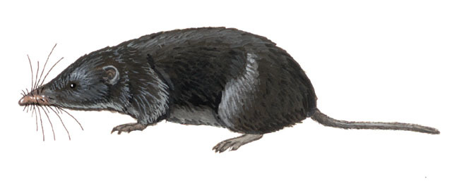 Deuterostomia