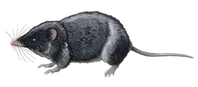 Ruwenzorisorex_suncoides