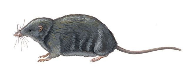 Craniata