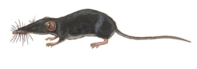 Synapsida