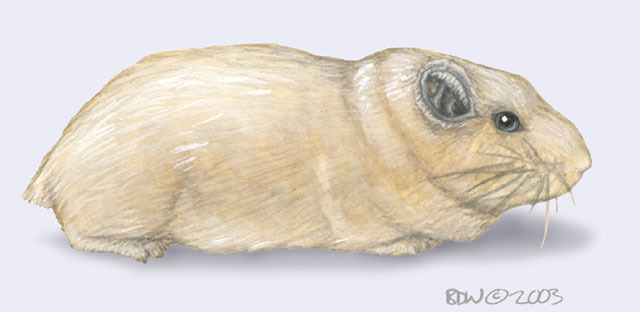 Ctenodactylus_vali