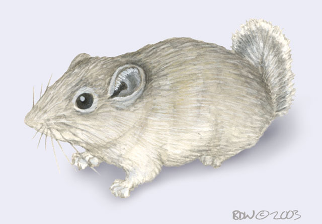 Vertebrata