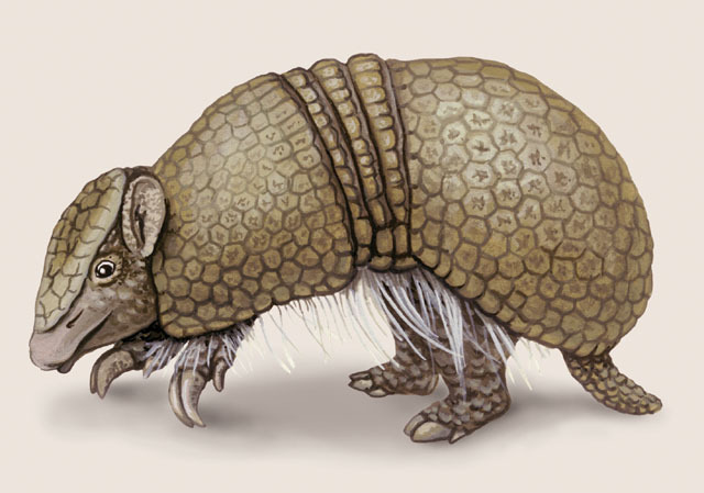 Vertebrata