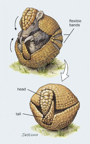 Gnathostomata