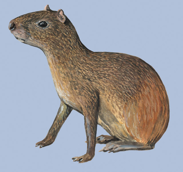 Rodentia