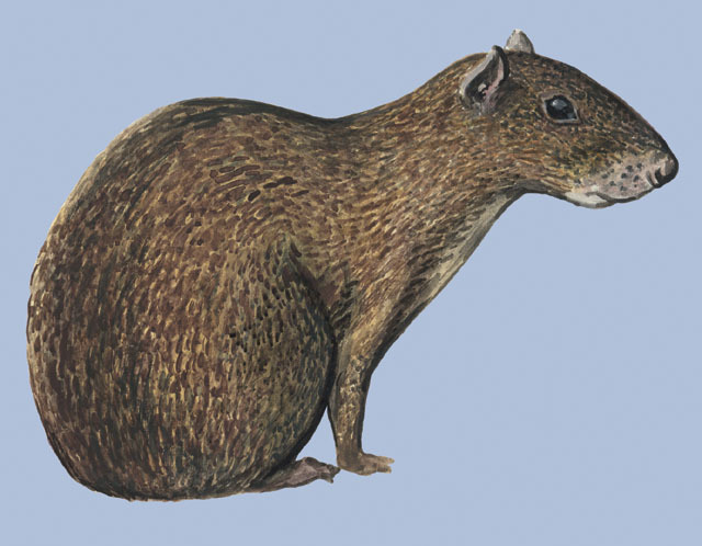 Deuterostomia