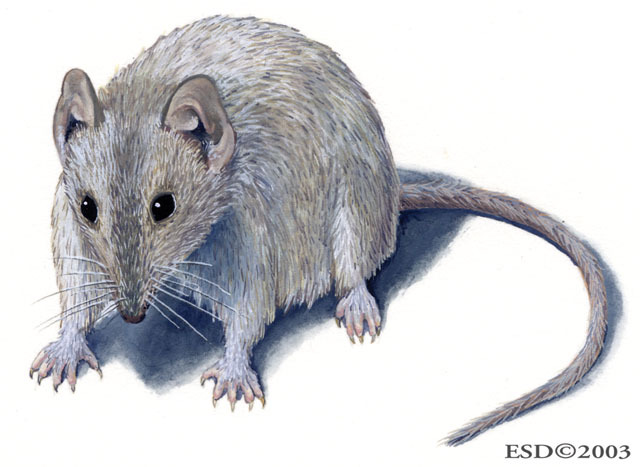 Antechinus_stuartii