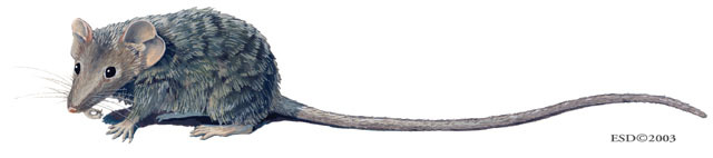 Vertebrata