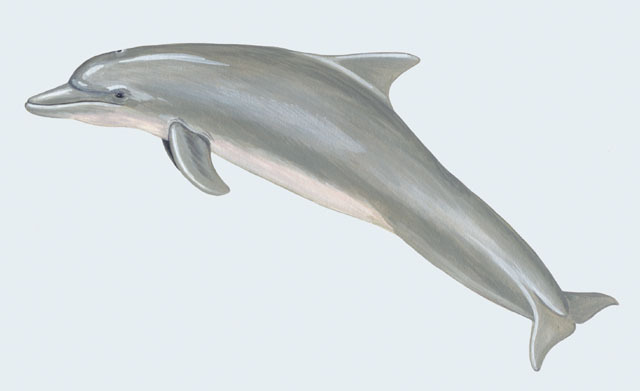 Cetartiodactyla