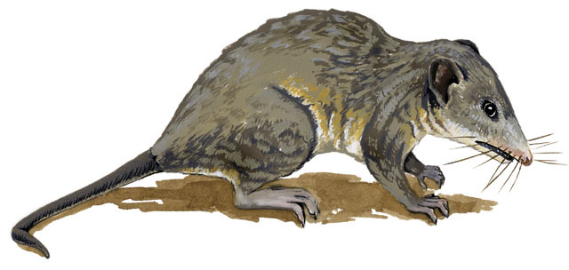 Vertebrata