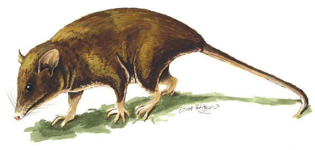 Vertebrata