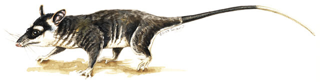 Deuterostomia