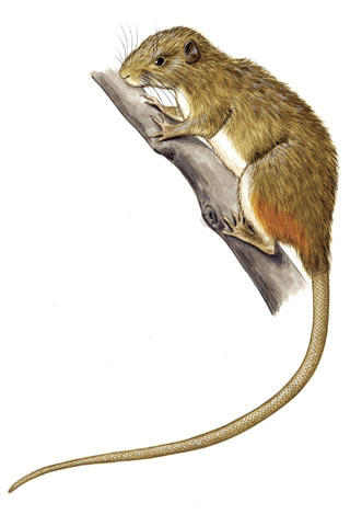 Dactylomyinae