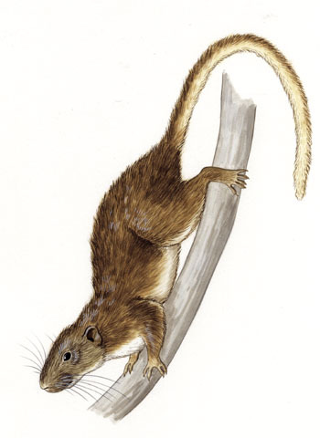 Synapsida