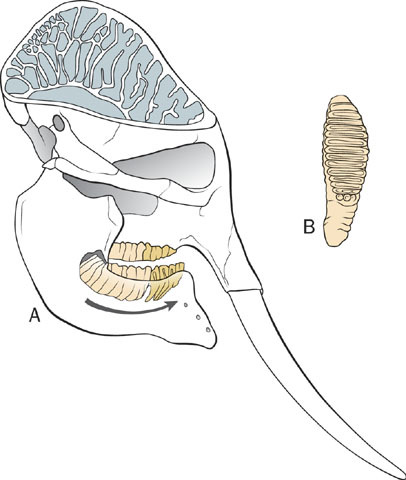 Gnathostomata