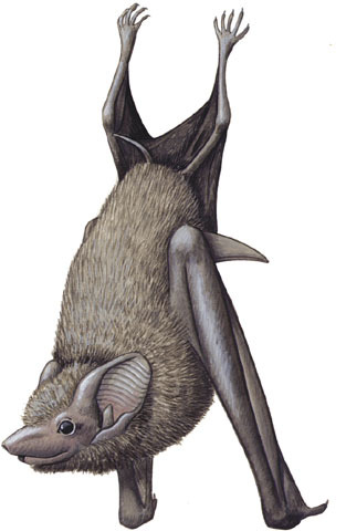 Sarcopterygii