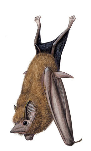 Vertebrata