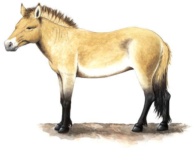 Equidae