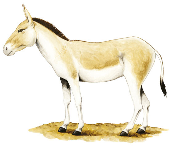 Equus_hemionus