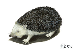 Deuterostomia