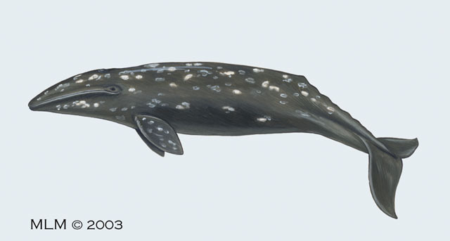 Eschrichtius_robustus