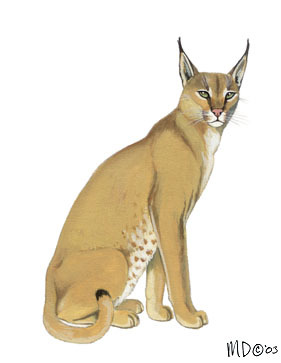 Caracal_caracal