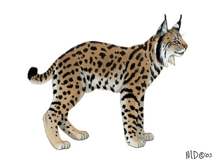 Lynx_pardinus