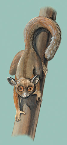 Galago_gabonensis