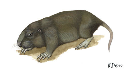 Deuterostomia