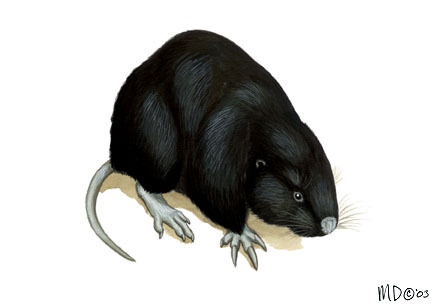 Castorimorpha