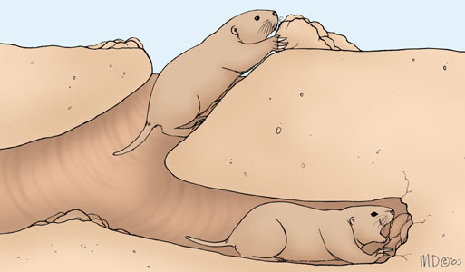 pocket_gopher_burrowing