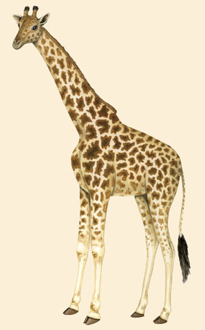 Giraffa_camelopardalis