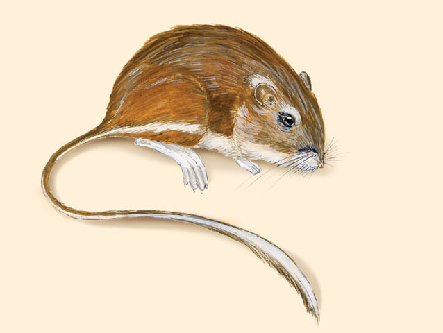 Vertebrata