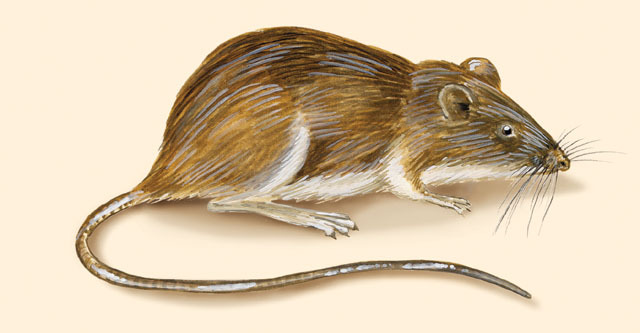 Heteromys desmarestianus