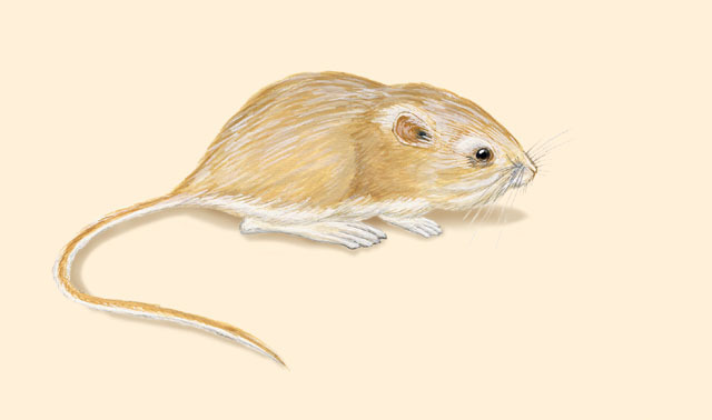 Rodentia