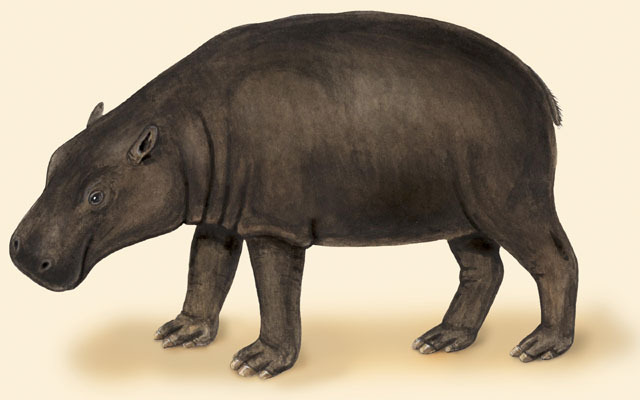 Hexaprotodon_liberiensis