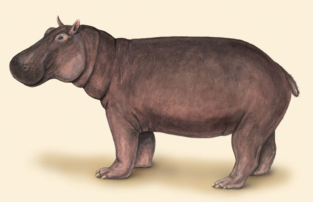 Hippopotamus amphibius