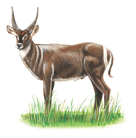 Artiodactyla