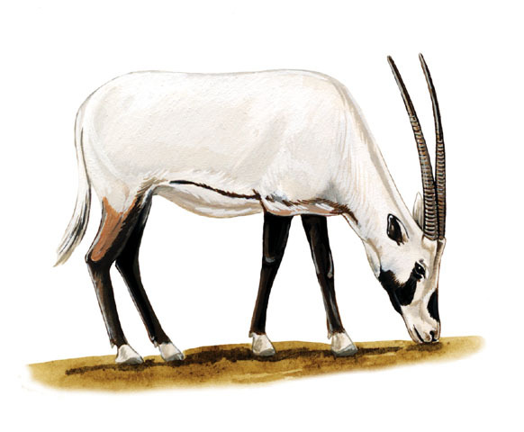 Artiodactyla