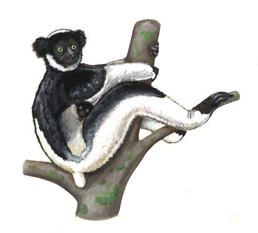 Indri